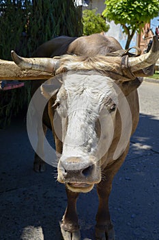 Ox tied to the yoke