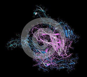 OX40-OX40L complex (extracellular domains). OX40 is also known as tumor necrosis factor superfamily member 4 (TNFRSF4) or CD134.