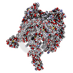 OX40-OX40L complex (extracellular domains). OX40 is also known as tumor necrosis factor superfamily member 4 (TNFRSF4) or CD134.