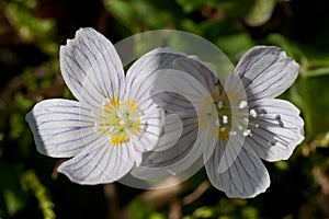 Oxalis acetosella in closeup