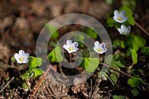 Oxalis acetosella flowers in early spring forest
