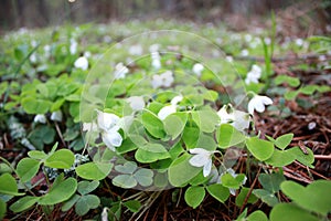 Oxalis acetosella, Spring flower forest glade with small buds
