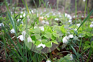 Oxalis acetosella, Spring flower forest glade with white buds