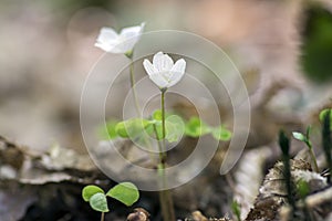 Oxalis acetosella wood sorrel in bloom, white flowering plant in forest