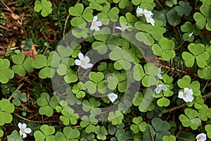 Oxalis acetosella wood sorrel or common wood sorrel.