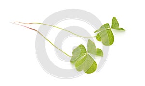 Oxalis acetosella or wood sorrel. Isolated on white background