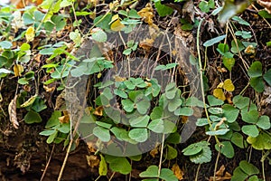 Oxalis acetosella, Wood sorrels, Oxalidaceae. Wild plant shot in spring