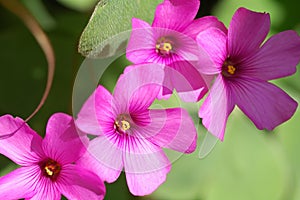 Oxalis articulata photo