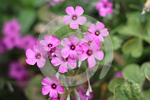 Oxalis articulata, known as pink sorrel photo