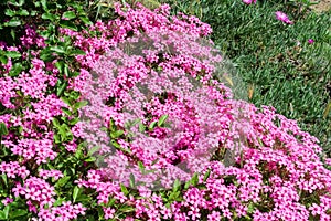 Oxalis articulata o Acetosella rizomatosa flower detail close up pink nature natural