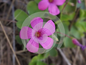 Oxalis articulata - Oxalis articulÃÂ© - OxalidacÃÂ©es photo