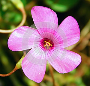 oxalis purple flower on macro photo