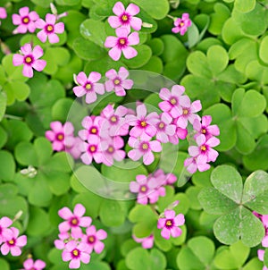 Oxalis blooming