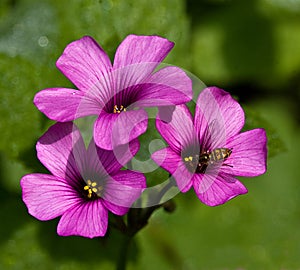 Oxalis Blooms with Bee