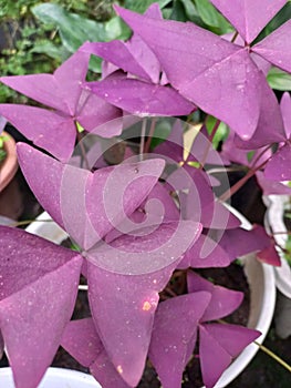 Oxalis butterfly
