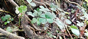 Oxalis clover weed plant grows in damp areas 286954282