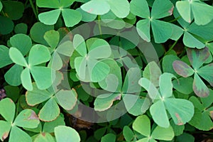 Oxalis corniculata also called creeping woodsorrel, procumbent yellow sorrel, sleeping beauty with a natural background photo