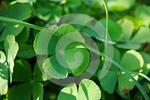 Oxalis corniculata also called creeping woodsorrel, procumbent yellow sorrel, sleeping beauty with a natural background photo