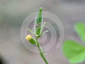 Oxalis corniculata also called creeping woodsorrel, procumbent yellow sorrel, sleeping beauty with a natural background