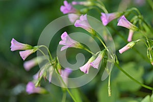 Oxalis corniculata photo