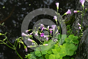 Oxalis corymbosa-alabastrum