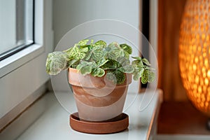 Oxalis corymbosa aureo-reticulata in flower pot, known as Woodsorrel plant on windowsill at home.