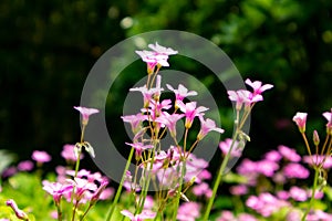 Oxalis corymbosa-Blooming wildflowers