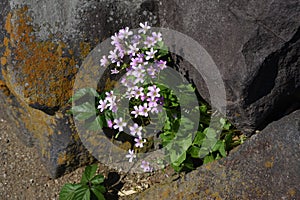 Oxalis corymbosa flowers