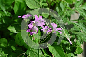 Oxalis corymbosa ( Pink wood-sorrel ) flowers.