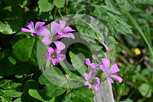 Oxalis corymbosa ( Pink wood-sorrel ) flowers.