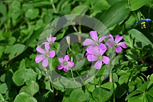 Oxalis corymbosa ( Pink wood-sorrel ) flowers.