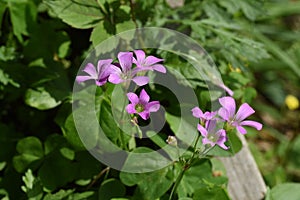 Oxalis corymbosa ( Pink wood-sorrel ) flowers.