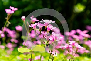 Oxalis corymbosa-spring grass