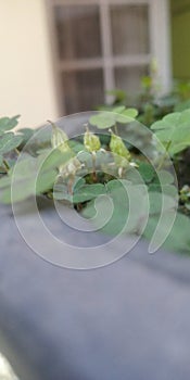 Oxalis daun asam kecil photo