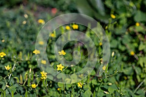 Oxalis dillenii flower growing in meadow photo