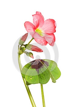 Oxalis flower and foliage