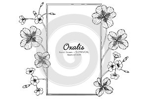 Oxalis flower and leaf hand drawn botanical illustration with line art