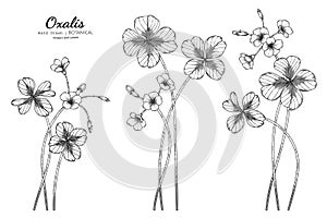 Oxalis flower and leaf hand drawn botanical illustration with line art