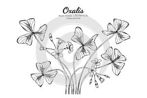 Oxalis flower and leaf hand drawn botanical illustration with line art