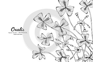 Oxalis flower and leaf hand drawn botanical illustration with line art