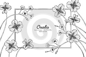 Oxalis flower and leaf hand drawn botanical illustration with line art