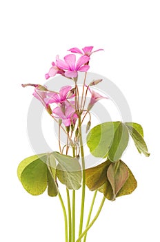 Oxalis flowers and foliage