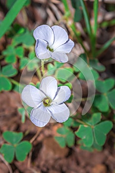 (Oxalis incarnata) common pale pink-sorrel during spring, Cape Town