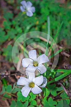 (Oxalis incarnata) common pale pink-sorrel during spring, Cape Town