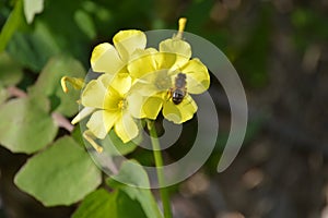 Oxalis pes-caprae. Bee pollinating yellow flower