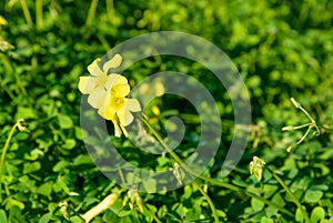 Oxalis pes-caprae flower