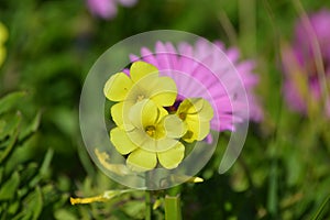 Oxalis pes-caprae yellow flower. Pink unfocused flower in background