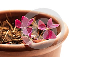 Oxalis plant is waking up after winter dormancy