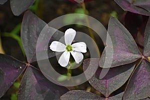 Oxalis Purple Shamrock White Flower