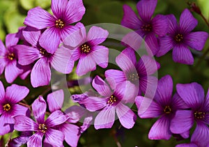 Oxalis rubra known by the common name red woodsorrel and windowbox woodsorrel photo